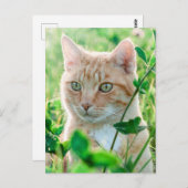Ginger Cat with Green Eyes in Grass Postkarte (Vorne/Hinten)