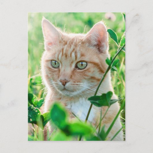 Ginger Cat with Green Eyes in Grass Postkarte (Vorderseite)