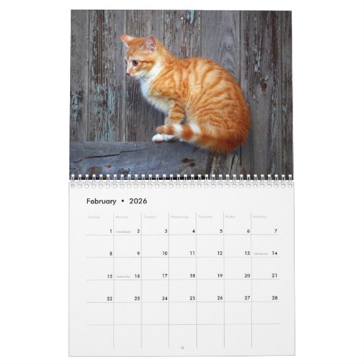 Ginger Cats Foto Wall Calendar Kalender (Feb 2026)