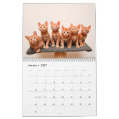 Ginger Cats Foto Wall Calendar Kalender (Jan 2027)