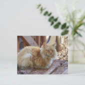 Ginger George Postkarte (Stehend Vorderseite)