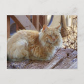 Ginger George Postkarte (Vorderseite)