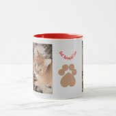 Ginger kitten 2 photos, best therapist,  tasse (Zentrum)