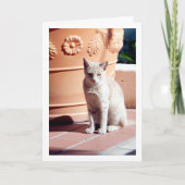 Ginger Kitten bei Pflanze Pot Karte (Vorderseite)