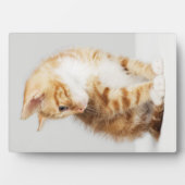 Ginger Kitten Fotoplatte (Vorderseite)