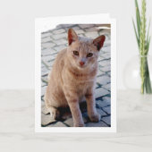 Ginger Kitten Portrait Karte (Vorderseite)