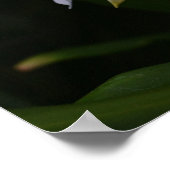 Ginger Lily-0105 Poster (Ecke)