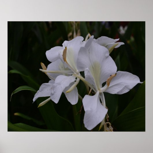 Ginger Lily-0105 Poster (Vorne)