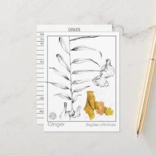 Ginger Materia Medica Kräuterstudie Postkarte