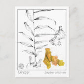 Ginger Materia Medica Kräuterstudie Postkarte (Vorderseite)