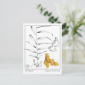 Ginger Materia Medica Kräuterstudie Postkarte (Stehend Vorderseite)