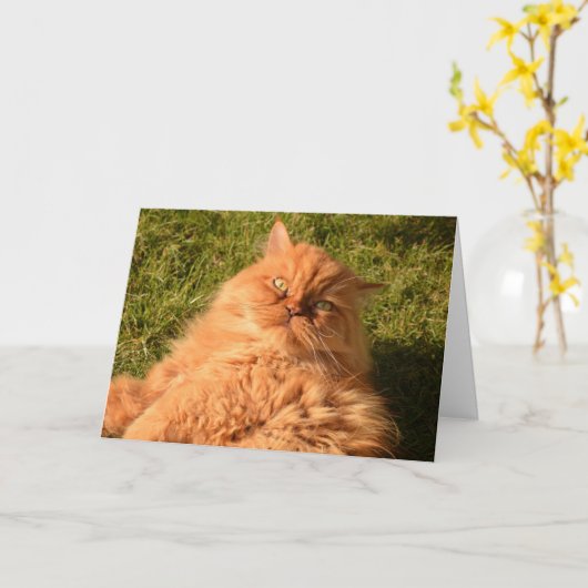 GINGER RED CAT "CHILL" HELLO JEDE OCCASION CARD KARTE (Gelbe Blume)