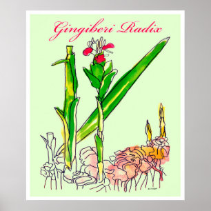 Ginger Root Watercolor Poster