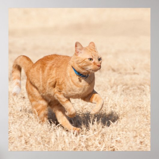 Ginger Speed Poster (Vorne)