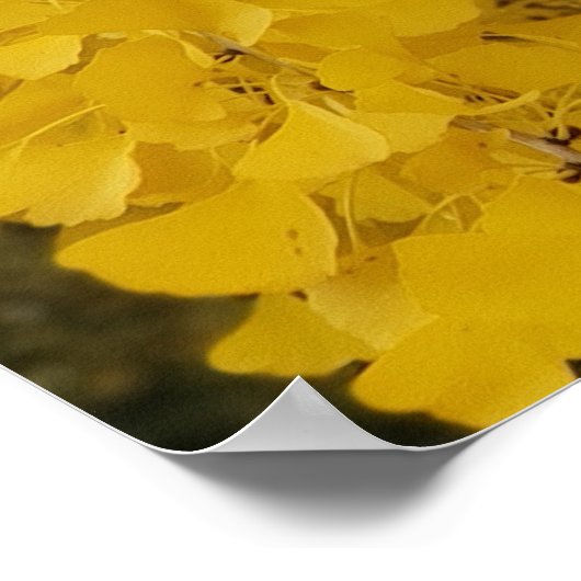 Gingko Tree im Herbst Poster (Ecke)