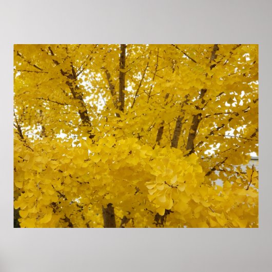Gingko Tree im Herbst Poster (Vorne)