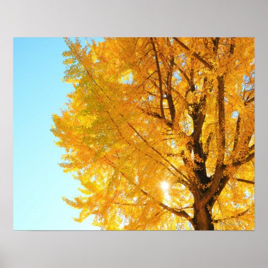 Gingko Tree, Präfektur Nagano, Japan Poster (Vorne)