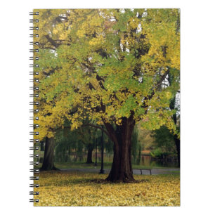Ginkgo-Baum im Herbst Notizblock
