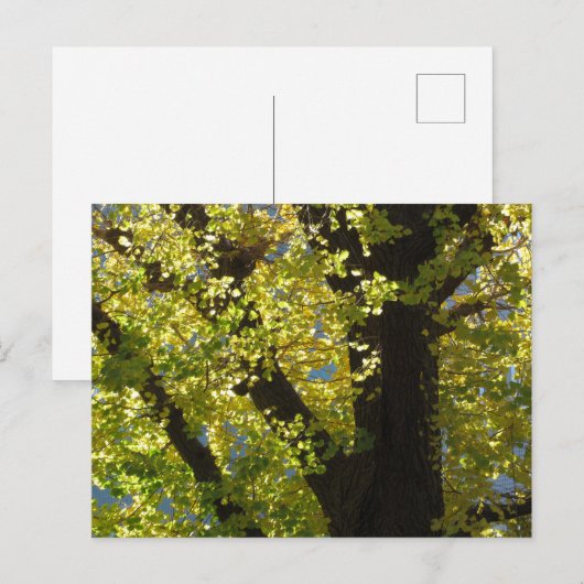 Ginkgo-Baum im Herbst Postkarte (Vorne/Hinten)