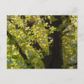 Ginkgo-Baum im Herbst Postkarte (Vorderseite)