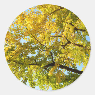 Ginkgo-Baum: Japan Runder Aufkleber