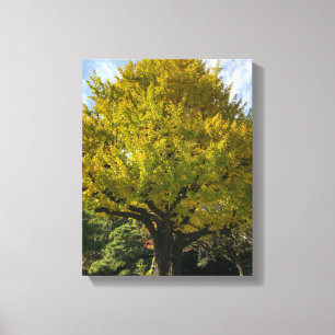 Ginkgo-Baum von Golden Yellow Leinwanddruck