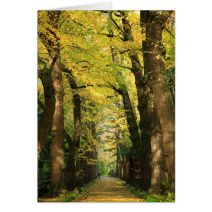 Ginkgo Biloba Bäume