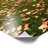 Ginkgo Biloba-Bäume Fotodruck (Ecke)