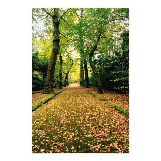 Ginkgo Biloba-Bäume Fotodruck (Vorne)