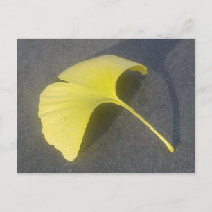 Ginkgo Biloba Leaf Postcard Postkarte