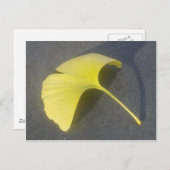 Ginkgo Biloba Leaf Postkarte (Vorne/Hinten)