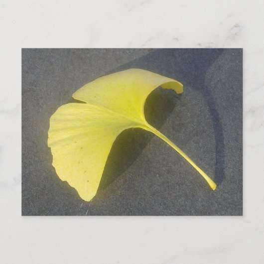 Ginkgo Biloba Leaf Postkarte (Vorderseite)