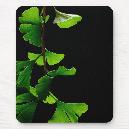 Ginkgo_Biloba_Leaves_-_Black_Background Mousepad (Vorne)