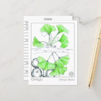 Ginkgo Biloba Medicinal Herb Study