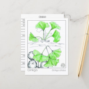 Ginkgo Biloba Medicinal Herb Study Postkarte