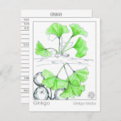 Ginkgo Biloba Medicinal Herb Study Postkarte (Vorne/Hinten)