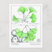 Ginkgo Biloba Medicinal Herb Study Postkarte (Vorderseite)