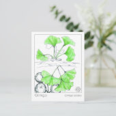 Ginkgo Biloba Medicinal Herb Study Postkarte (Stehend Vorderseite)