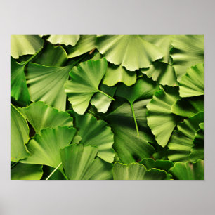 Ginkgo biloba poster