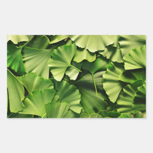 Ginkgo biloba rechteckiger aufkleber