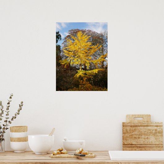 Ginkgo Biloba Tree Poster (Küche)