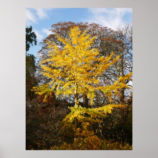 Ginkgo Biloba Tree Poster (Vorne)
