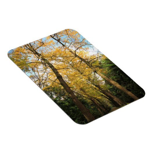 Ginkgo-Bilobäume Magnet (Rechte Seite)