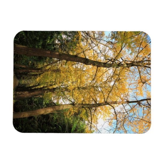 Ginkgo-Bilobäume Magnet (Horizontal)