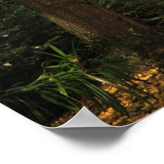 Ginkgo-Bilobäume Poster (Ecke)