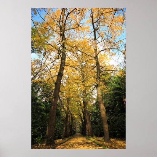 Ginkgo-Bilobäume Poster (Vorne)