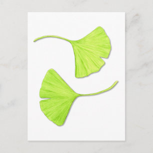 Ginkgo Blätter Botanische Kunst Postkarte