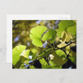 Ginkgo-Blätter: Japan Postkarte (Vorne/Hinten)