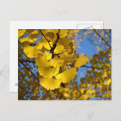 Ginkgo-Blätter Postkarte (Vorne/Hinten)