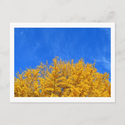 Ginkgo: Gelbe Blätter, blauer Himmel Postkarte (Vorderseite)